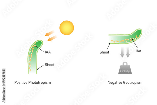 Growth in a Plant Shoot Science Design. Vector Illustration.