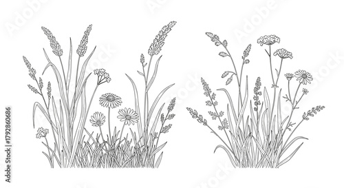 A detailed illustration of two clusters of wild grasses and delicate wildflowers blooming in nature.