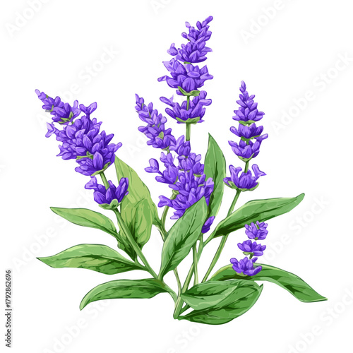 a Simple flat 2D icon purple lavender branch isolated on a white background, vector, flat design, animation design, simple flat 2D icon, minimalist design, vector design