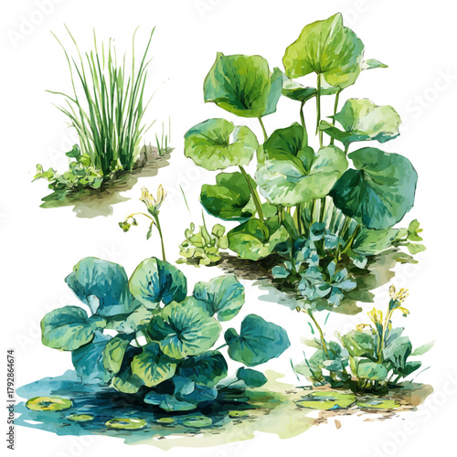 My Watercolor illustration, illustration herbs and spices painting isolated on a white background, illustration, AI painting design, vector set, eps format design, simple painting