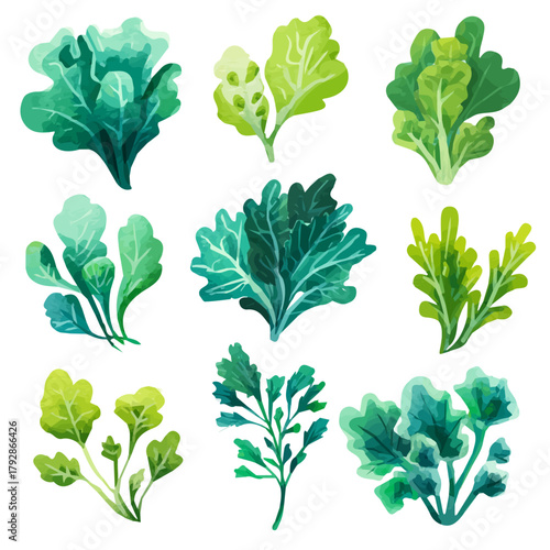 Very Simple flat 2D illustration of Vibrant Kale Collection isolated on a white background, vector mint leaves branch icon set, simple design in a flat design, 2D illustration