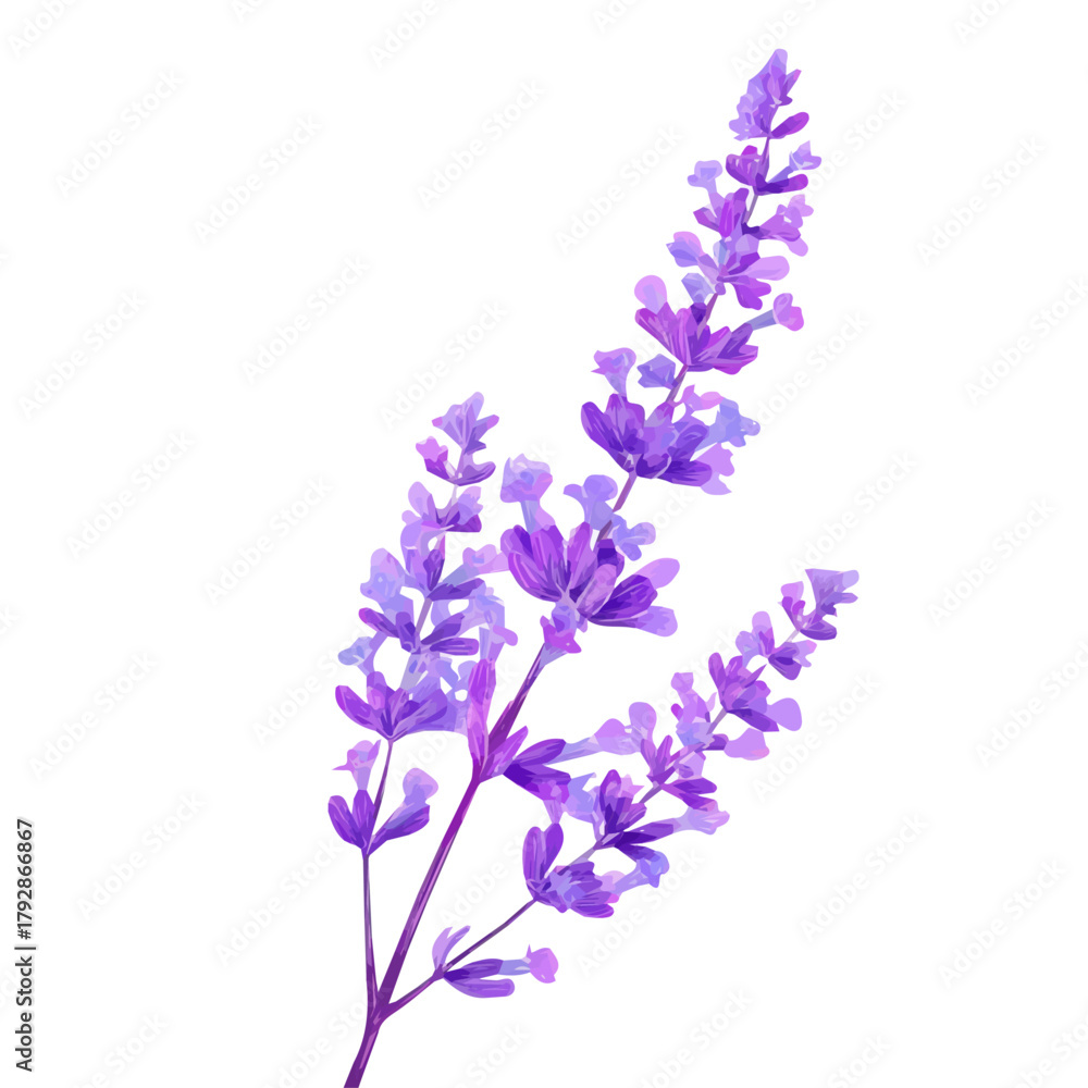 Naklejka premium Very Simple flat 2D illustration of lavender sprig isolated on a white background, vector mint leaves branch icon set, simple design in a flat design, 2D illustration