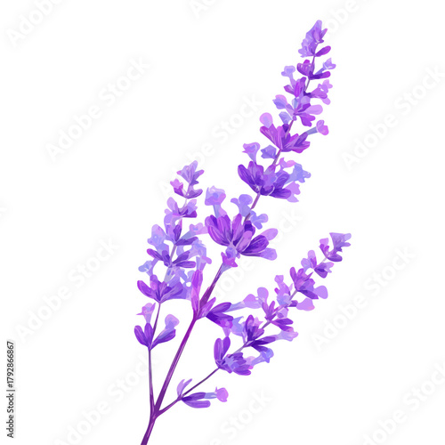 Very Simple flat 2D illustration of lavender sprig isolated on a white background, vector mint leaves branch icon set, simple design in a flat design, 2D illustration