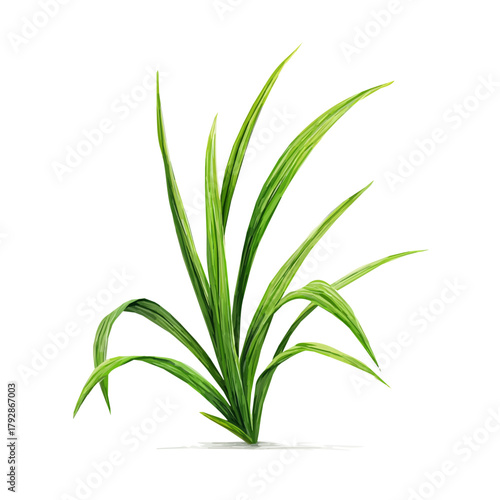Very Simple flat 2D illustration of lemongrass stalk isolated on a white background, vector mint leaves branch icon set, simple design in a flat design, 2D illustration