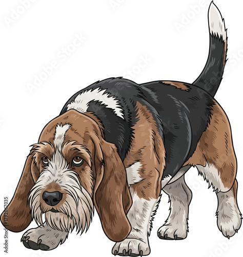 Grand Basset Griffon Vendéen dog sniffing tracking pose vector 