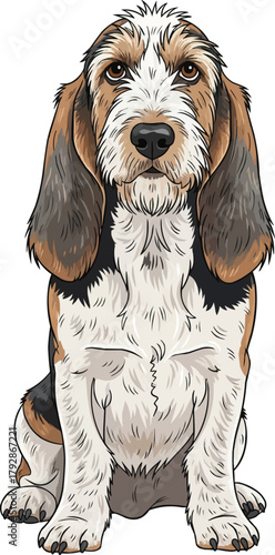 Grand Basset Griffon Vendéen dog sitting facing front pose