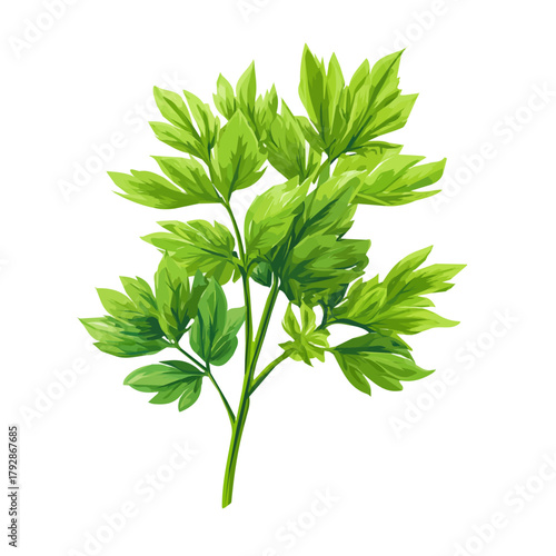 Very Simple flat 2D illustration of vibrant lovage herb with tall stem and green isolated on a white background, vector icon set, simple design in a flat design, simple 2D illustration