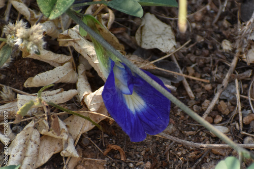 blue iris flower