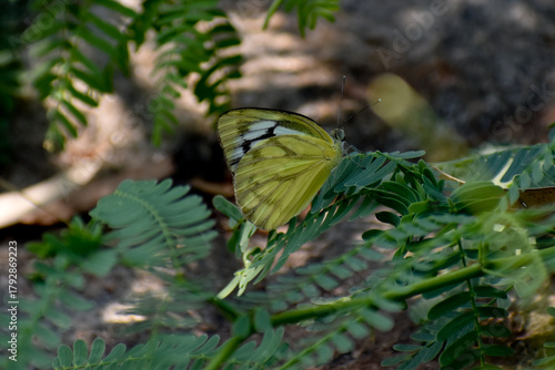 butterfly on leaf