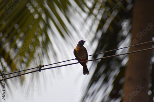 bird on a wire