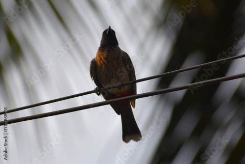 bird on a branch