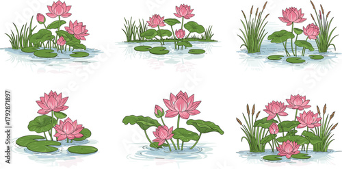 Pink lotus flower pond illustration, aquatic nature plants, peaceful water garden scene