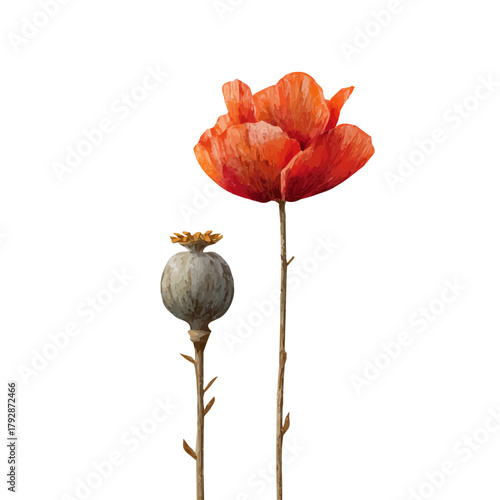 A hand drawn Simple flat 2D illustration of Vibrant poppy seed pod and flower isolated on a white background, vector icon set, simple design in a flat design, simple 2D illustration, EPS format