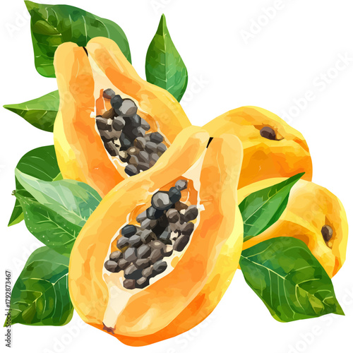 My beautiful hand drawn Watercolor illustration, sliced papaya isolated on a white background, illustration, AI painting design, vector set, eps format design, simple painting