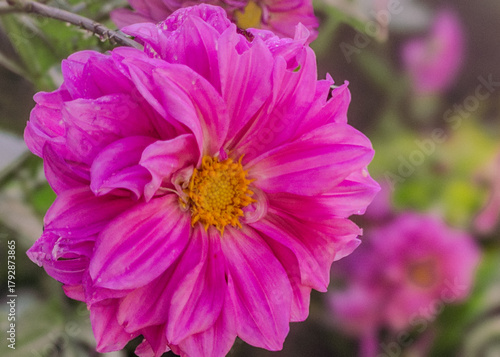 Purple Dahlia Flower Blooming Under Natural Light