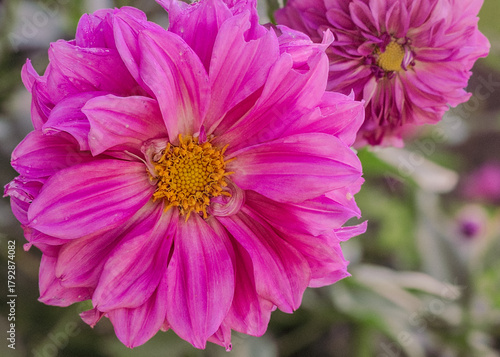 Purple Dahlia Flower Blooming Under Natural Light