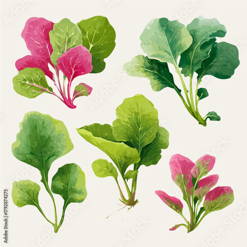 A hand drawn Simple flat 2D illustration of Vibrant Radish Leaves Collection isolated on a white background, vector icon set, simple design in a flat design, simple 2D illustration, EPS format