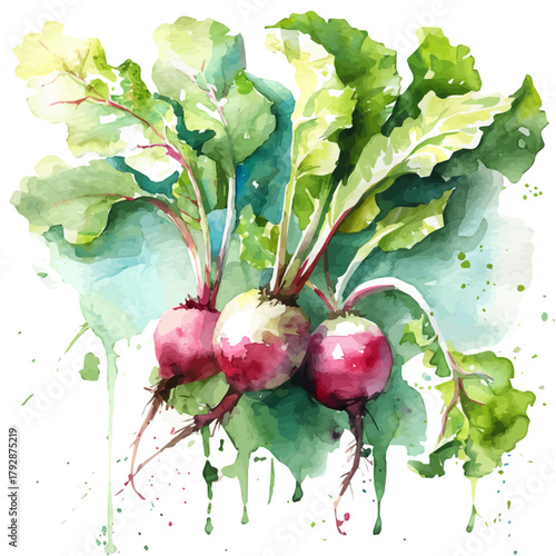My beautiful hand drawn Watercolor illustration, illustration  radish beetroot painting isolated on a white background, illustration, AI painting design, vector set, eps format design, simple painting