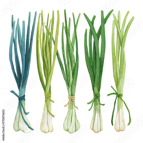 A hand drawn flat 2D illustration of Vibrant Spring Onion Collection isolated on a white background, vector icon set, simple design in a flat design, simple 2D illustration, EPS format