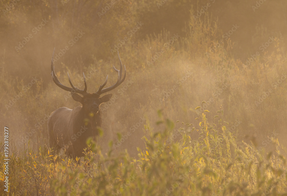Obraz premium Bull Elk During the Rut in Autumn in Grand Teton National Park Wyoming