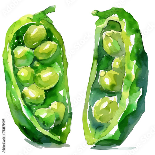 Beautiful hand drawn Watercolor illustration, simple flat sliced green bean isolated on a white background, illustration, AI painting design, vector set, eps format design, simple painting