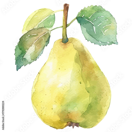 Beautiful hand drawn Watercolor illustration, simple flat sliced green pear isolated on a white background, illustration, AI painting design, vector set, eps format design, simple painting