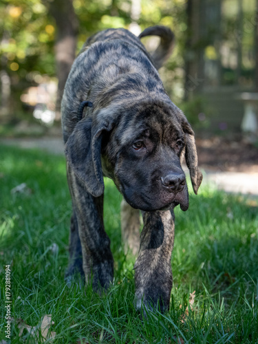 Mastiff puppy