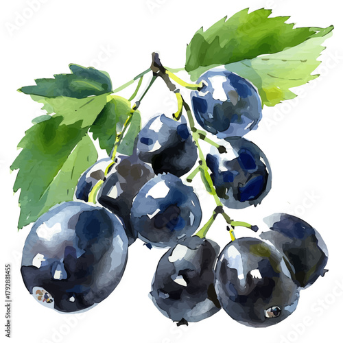 Photos A watercolor sliced huckleberry painting illustration isolated on a white backgr