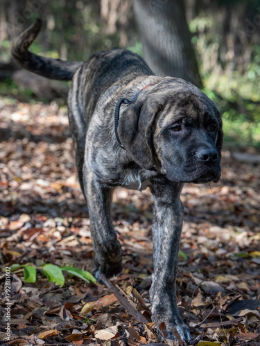 Mastiff puppy