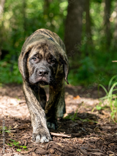 dog in the woods