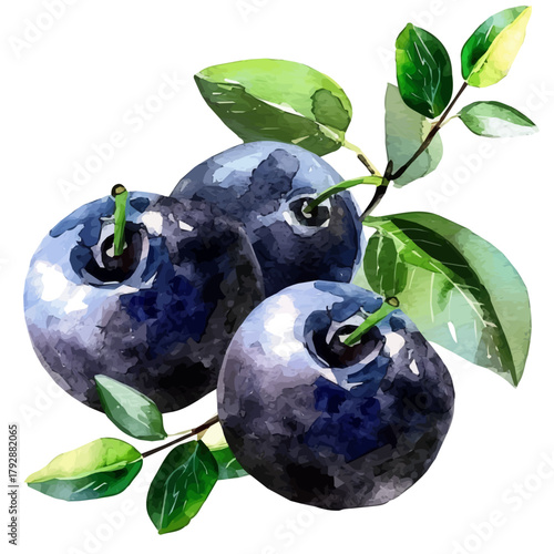 A watercolor sliced juneberry branch painting illustration isolated on a white background, a huckleberry branch illustration, simple painting