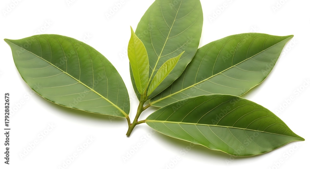Obraz premium Fresh green tea leaves isolated on white background for natural beverage concepts