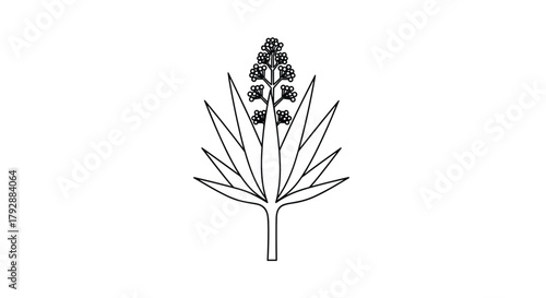 Black and white line drawing of a plant with a central flower stalk and spiky leaves.