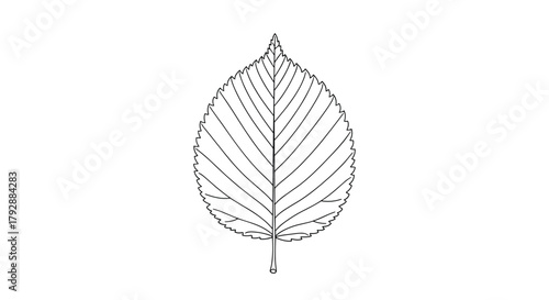 Black and white illustration of a single elm leaf with serrated edges and prominent veins.