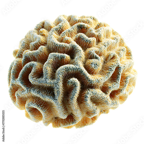  Isolated brain coral a marine invertebrate ocean life wonder