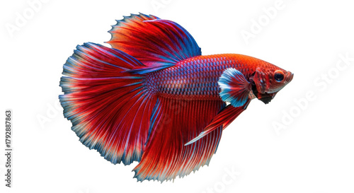 Photos Isolated Beautiful vibrant betta fish pet with red orange blue fins, aquarium fr