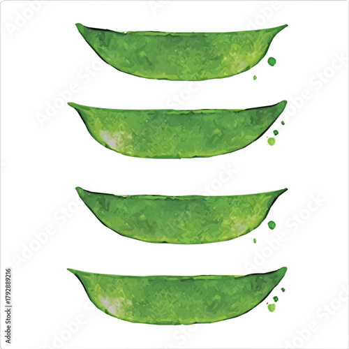 My hand drawn Watercolor illustration, sliced snap pea painting illustration isolated on a white background, illustration, AI painting design, vector illustration set, eps format