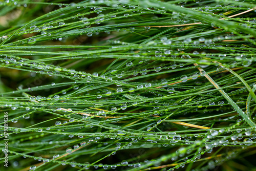 Dew drops on green grass. Green background