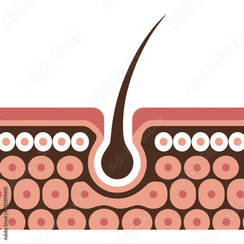 Cross-section of human skin showing a hair follicle and its structure.