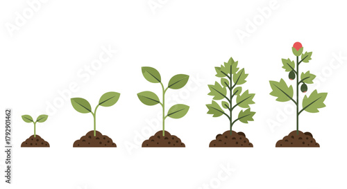 Witness the dynamic journey of plant growth from tiny seedling to mature bloom, symbolizing progress, development, and natural evolution.