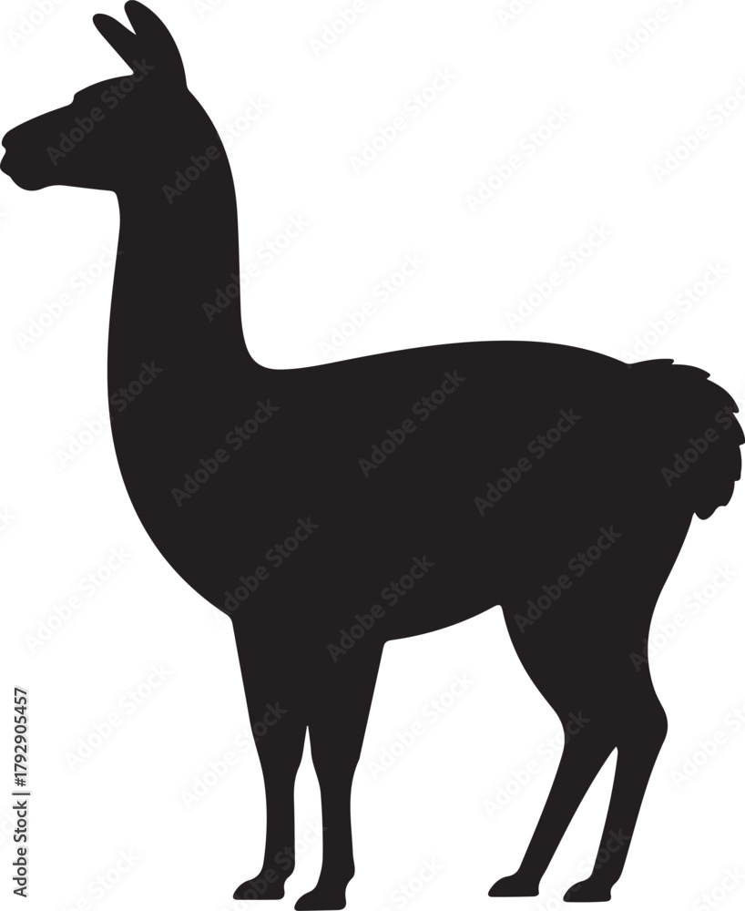 Obraz premium Black silhouette of a standing llama with fluffy tail on white background animal