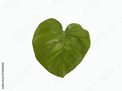 Top veiw, Bright fresh monstera leaf green color isolated on white background for design stock photo or advertisement. Genus of flowering plants
