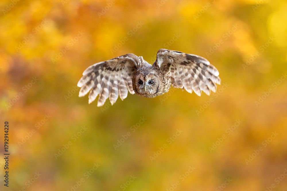 Naklejka premium The tawny owl (Strix aluco), also called the brown owl, is a stocky, medium-sized owl in the family Strigidae. 