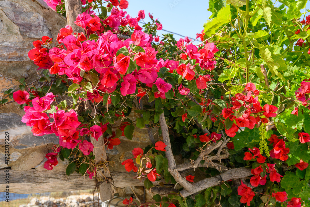 Naklejka premium Blooming bougainvillea flowers on street in Aegiali. Amorgos island, Cyclades, Greece