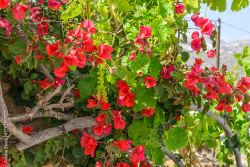 Fototapeta Naklejka Na Ścianę i Meble -  Blooming bougainvillea flowers on street in Aegiali. Amorgos island, Cyclades, Greece