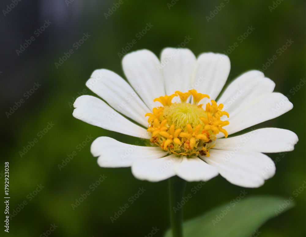 Fototapeta premium single white zinnia flower with yellow center and green bokeh background. fresh summer blossom and clean floral design element.