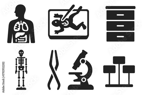 Medical Educational Icons. Solid style icons of Educational Medical Models: Papier-Mâché Organs, Dissection, Anatomical Study,