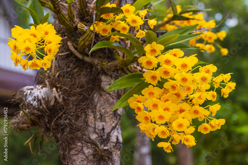 Dendrobium chrysotoxum, Beautiful rare wild orchids in tropical forest of Thailand.