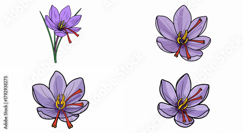 Purple saffron flowers with transparent background