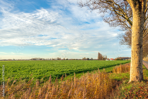 A large field in a Dutch landscape. Along the edge stands a long row of tall plane trees. It's a partly cloudy autumn day.